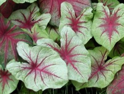 Dispel indoor pollution - Ange wings
