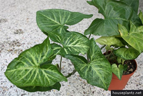 Dispel indoor pollution - Arrowhead Vine