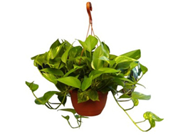 Dispel indoor pollution - Devils-Ivy