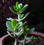 Dispel indoor pollution - Jade plant