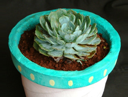 Dispel indoor pollution - Lotus-Cactus