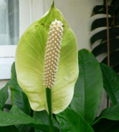 Dispel indoor pollution - Peace Lilies