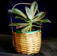 Dispel indoor pollution - Powdery Dudleya