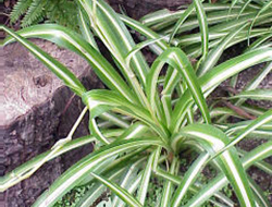Dispel indoor pollution - Spider Plant
