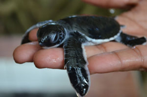 Turtle hatchery a young one up close sustainable wildlife preservation - Turtle hatchery a young one up close