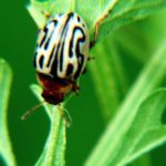 Eco-friendly Ideas - Mexican beetle - Zygogramma bicolorata 