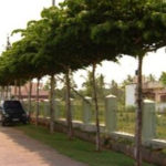 Eco-friendly Ideas - Natural green canopy