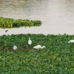 Eco-friendly Ideas - Water Hyacinth on Lake