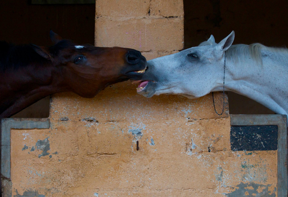 horse-language