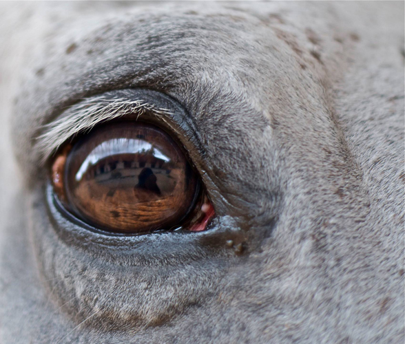 hourse-eye