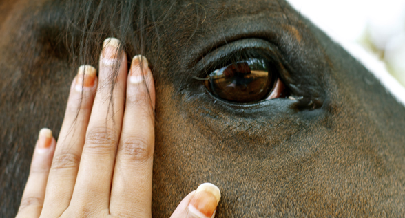 hourse-eye-close-up