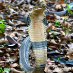 Snakes in India - King Cobra Venomous