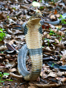 Snakes in India - King Cobra Venomous