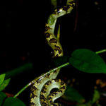 Snakes in India - Malabar Pit Viper Venomous