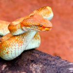 Snakes in India - Malabar Pit viper