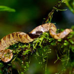 Snakes in India - Malabar Pitviper Venomous