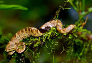 Snakes in India - Malabar Pitviper Venomous