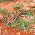 Snakes in India - Russels Viper Venomous Fatal