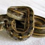 Snakes in India - Striped Keelback non-venomous