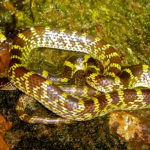Snakes in India - Wolf Snake