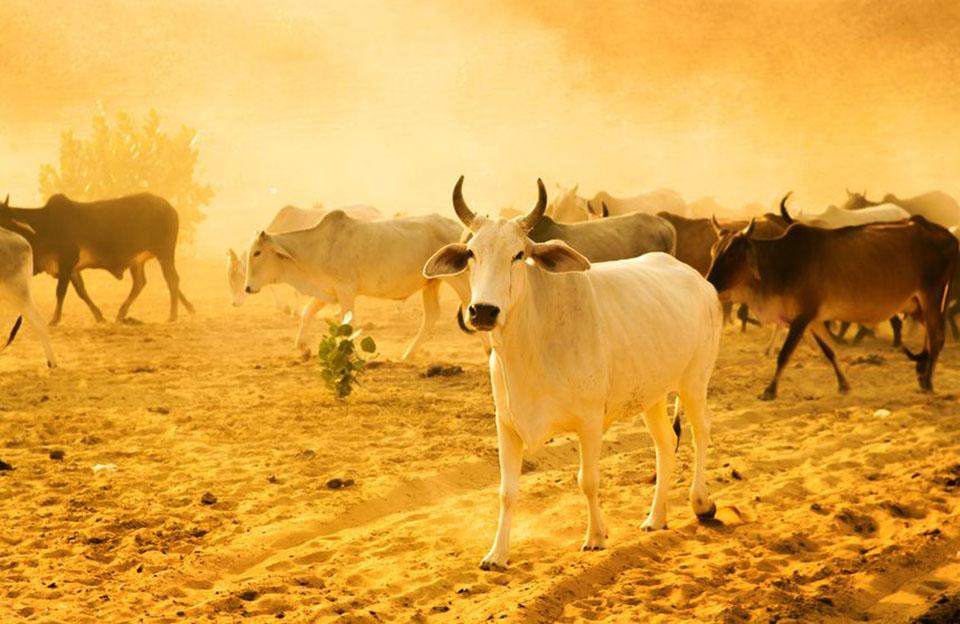 Beef-ban-india