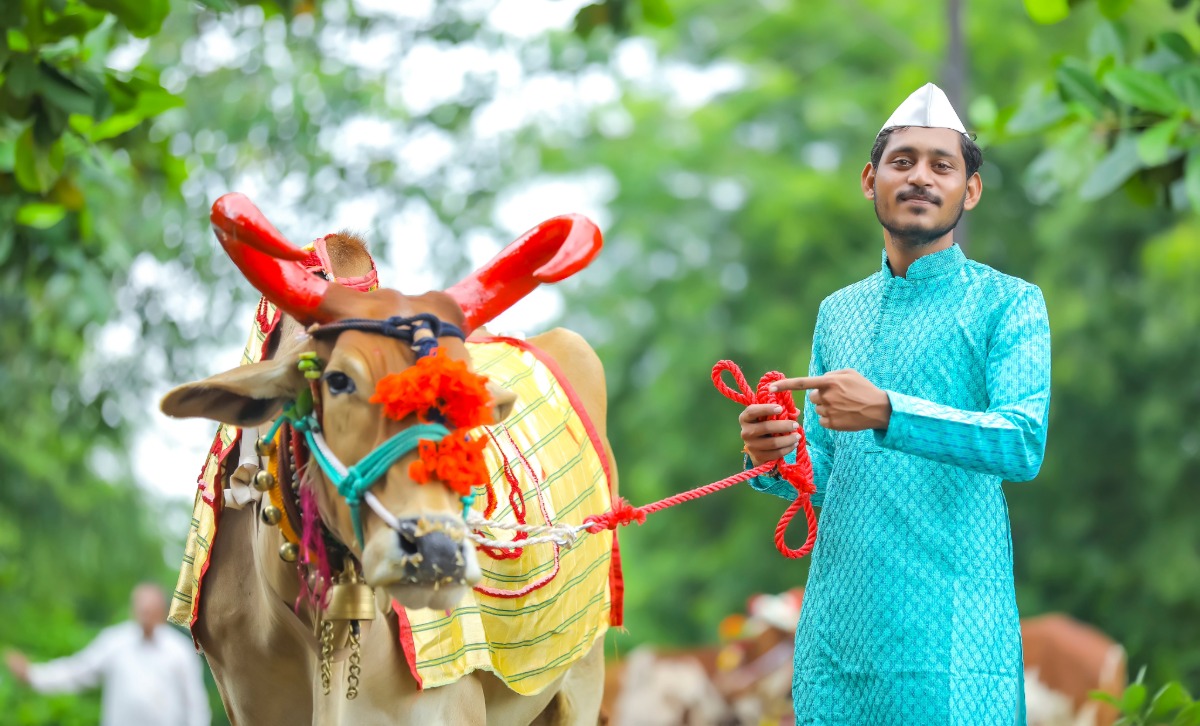 Bail Pola 2025 A Festival To Show Gratitude To Hard Working Bulls Bail Pola 2025 A Festival To Show Gratitude To Hard Working Bulls