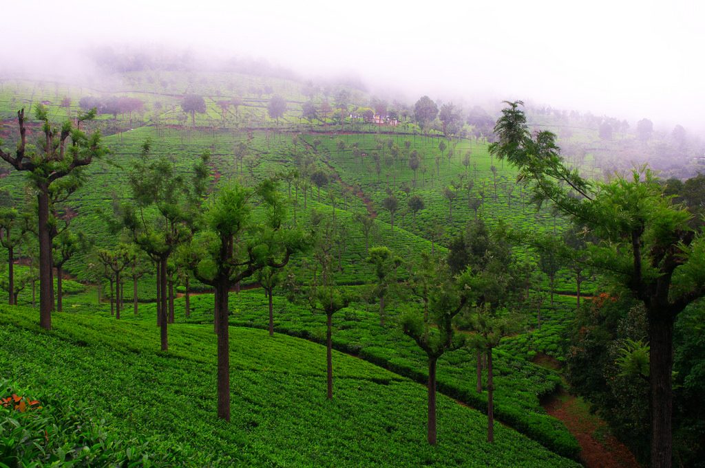 Coonoor Tamil Nadu