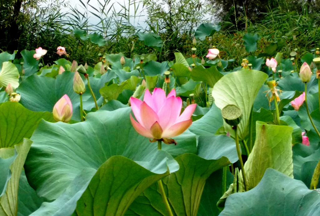 Dal-lake,-Srinagar,-Kashmir-03
