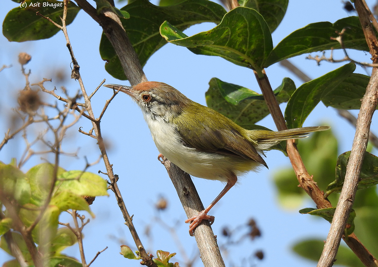 Common-Tailor-Bird