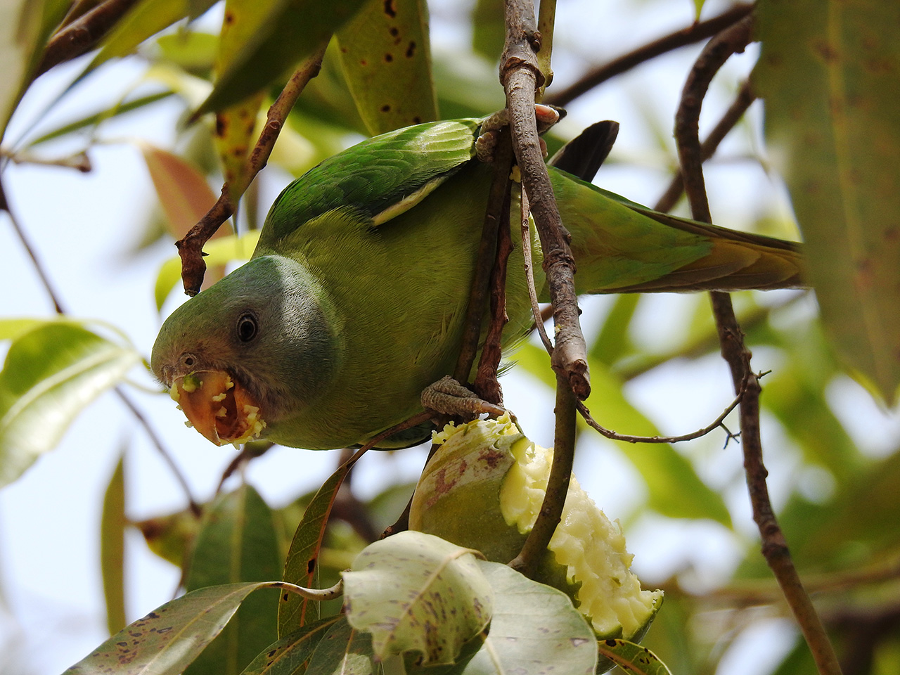 Plum-headed-parakeet