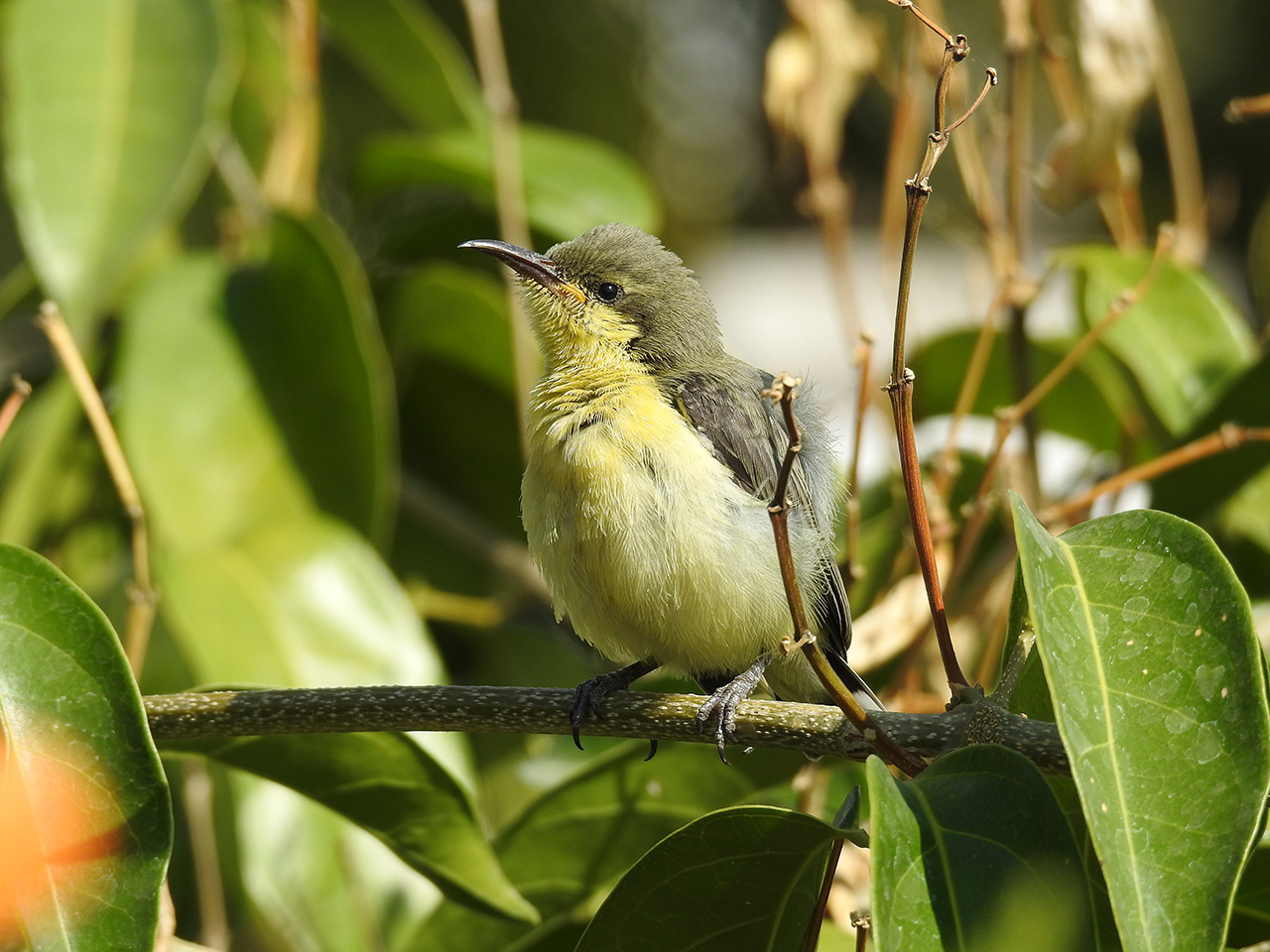 Purple-rumped-Sunbird-III