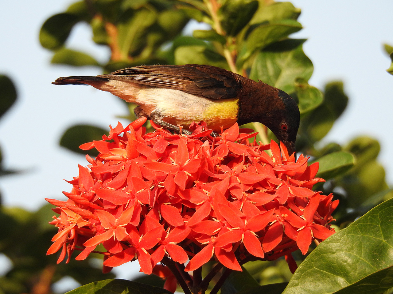 Purple-rumped-sunbird-II