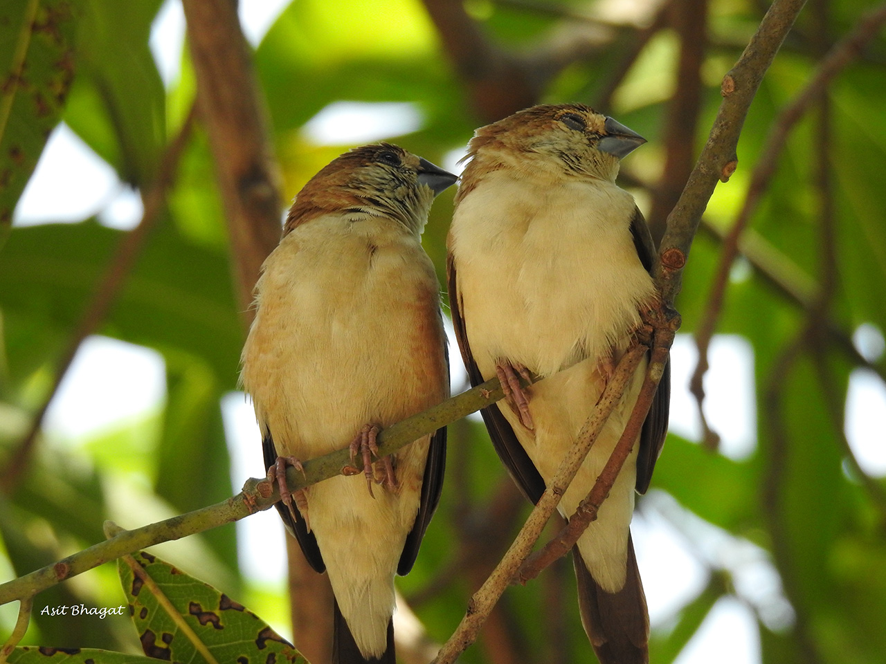 Silver-Bills