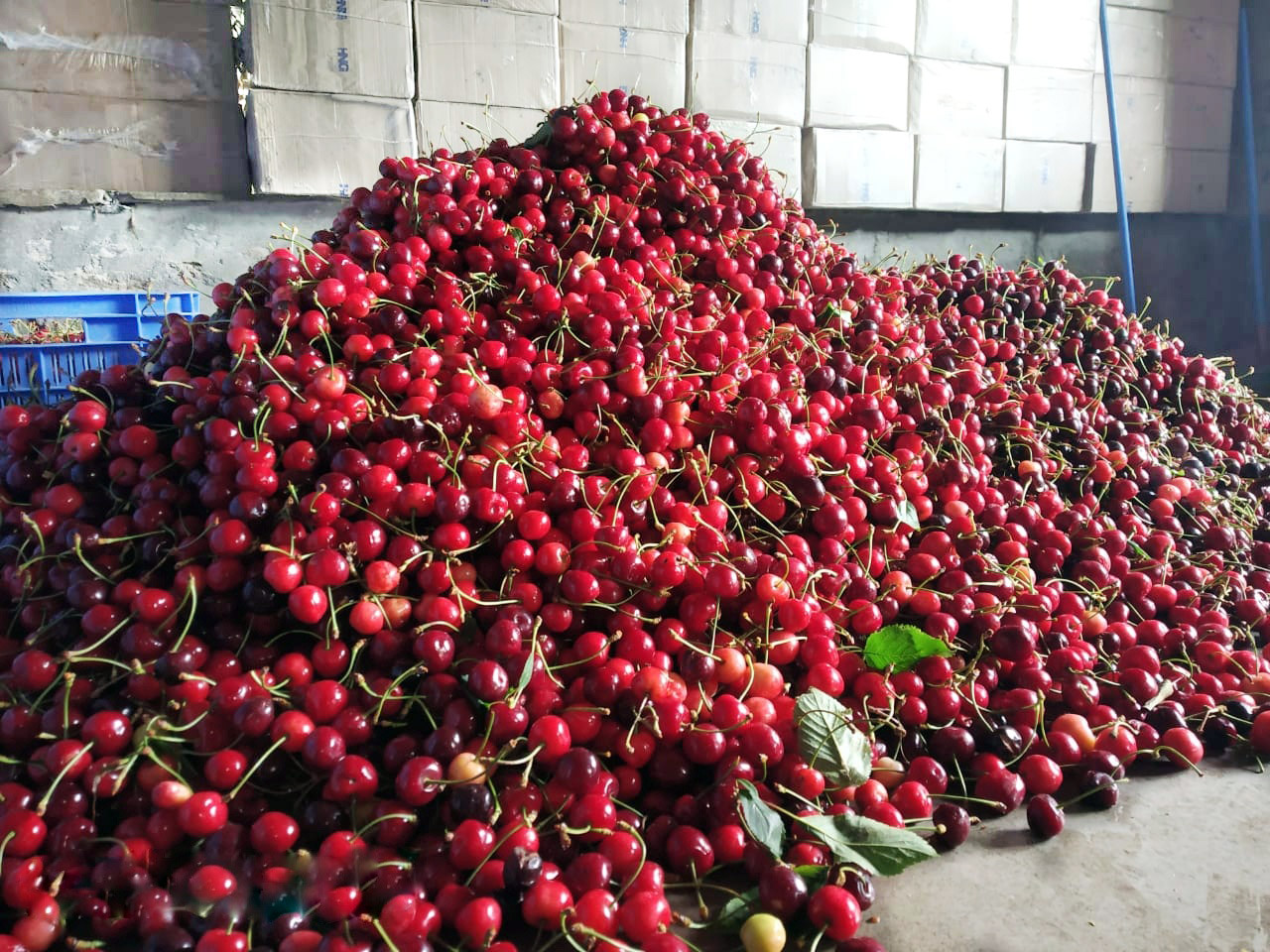 Bhuira-Jams-Fresh-fruits