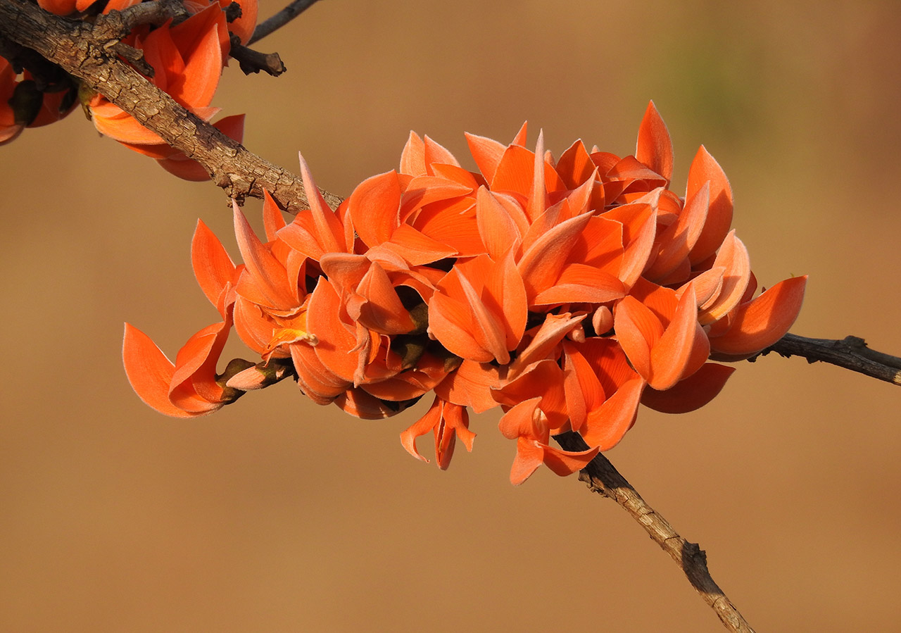 The-Flame-of-the-Forest-Flower-02