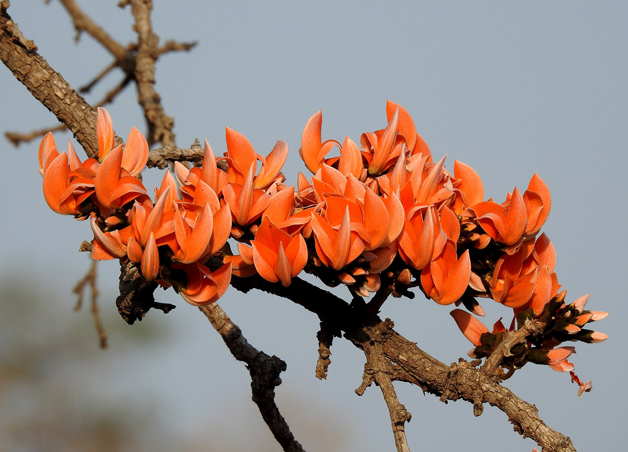The-Flame-of-the-Forest-Flower-03