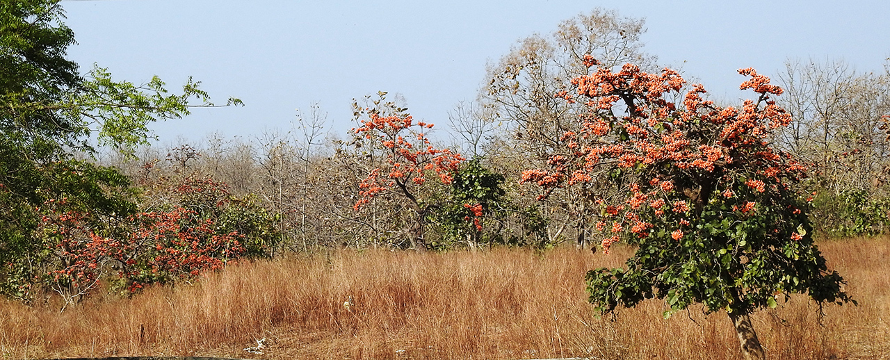 The-Flame-of-the-Forest-Tree-01