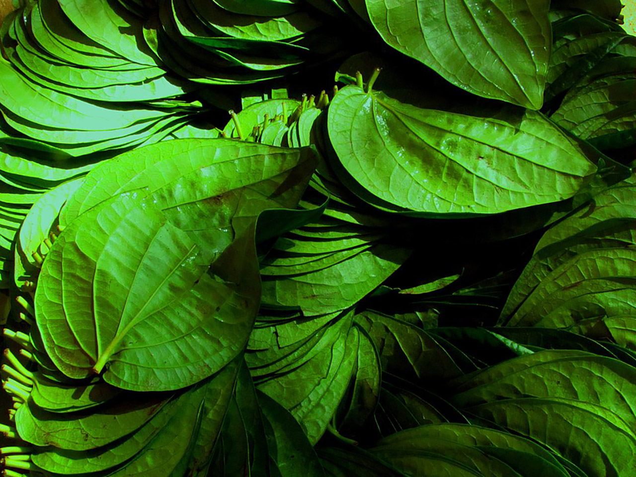 Things Mysore is Famous For-Betel-Leaf