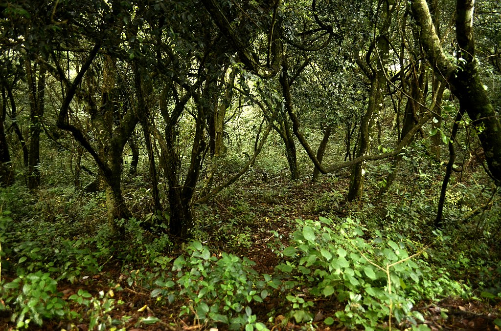 Trekking places in Tamil Nadu-Kolli Hills