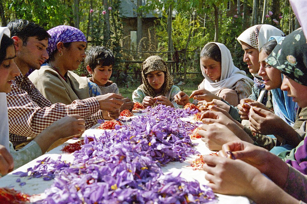 Festivals of Kashmir, Saffron Festival 