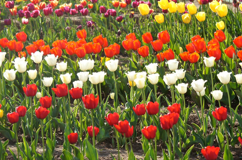 Festivals of Kashmir, Tulip Festival