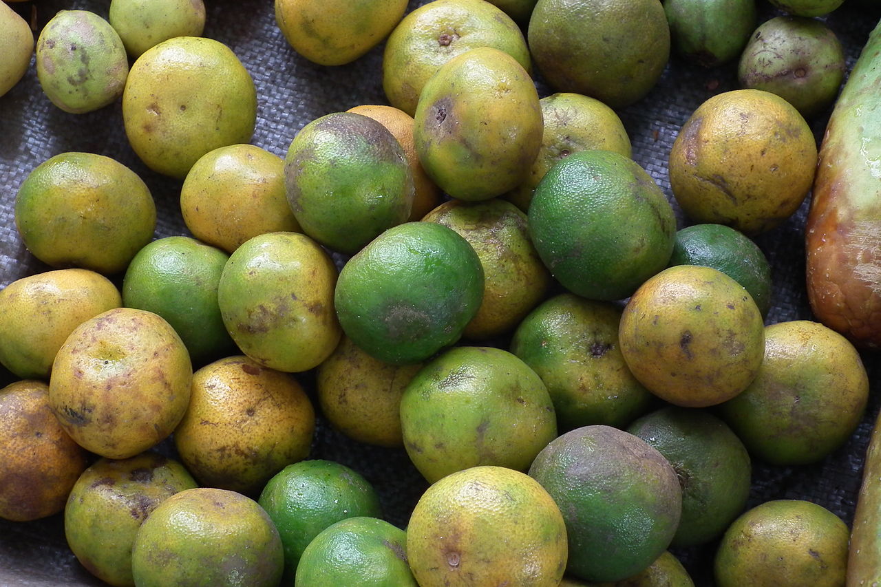 GI Tag products in Karnataka-Coorg Orange
