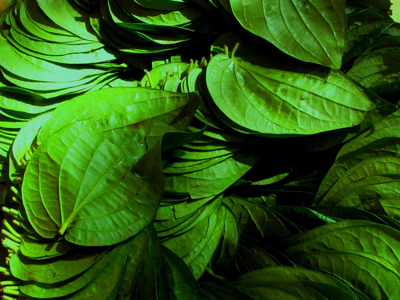 GI Tag products in Karnataka-Mysore betel leaf