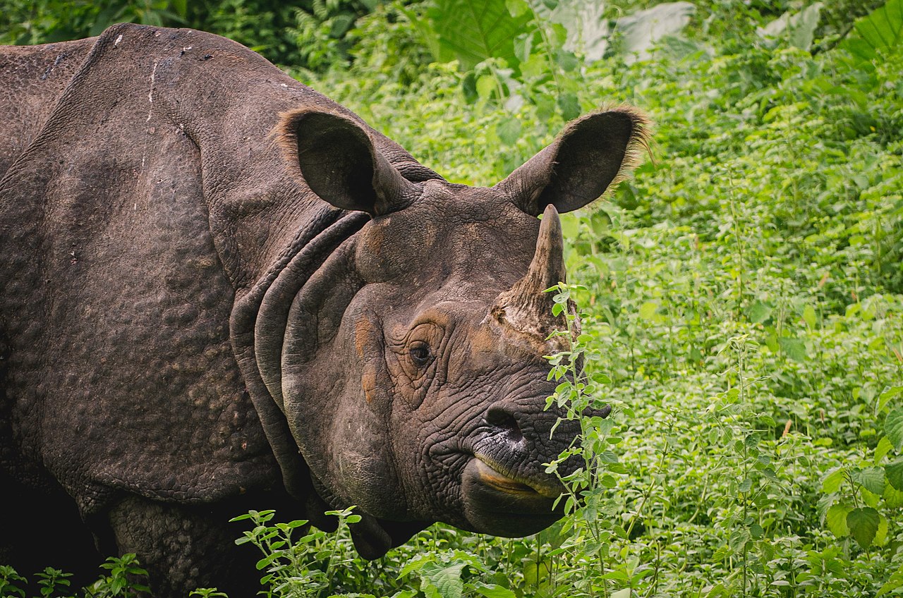 Assam The Land of the One Horned Rhino and Much More - 1