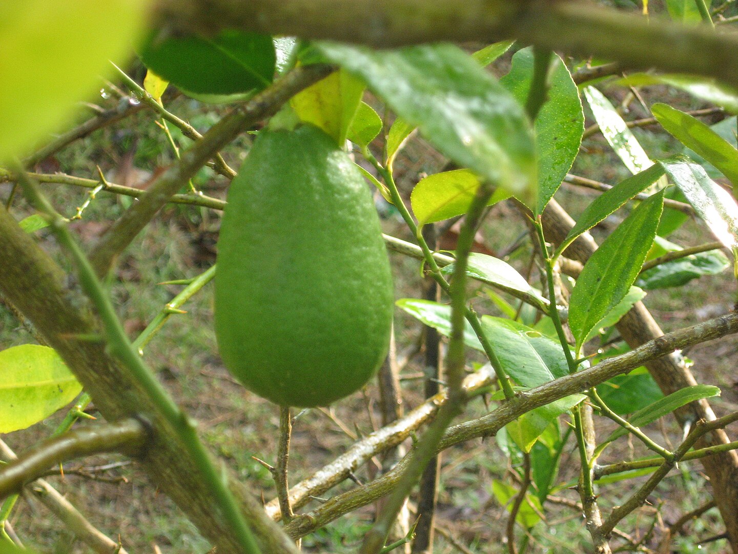 GI Tagged Products of Assam, Kaji Nemu