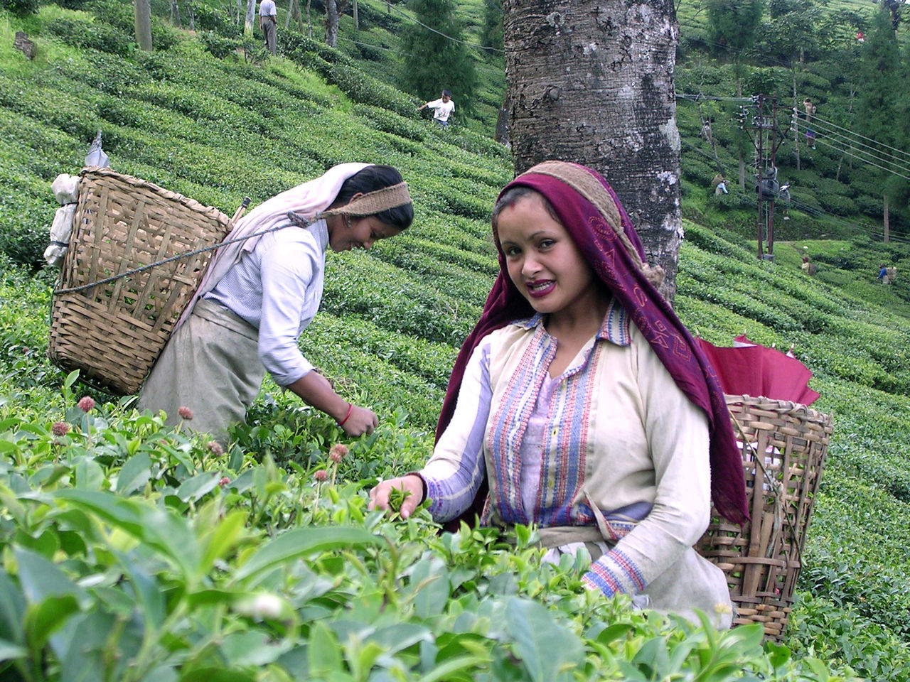 Darjeeling Tea- History of Tea
