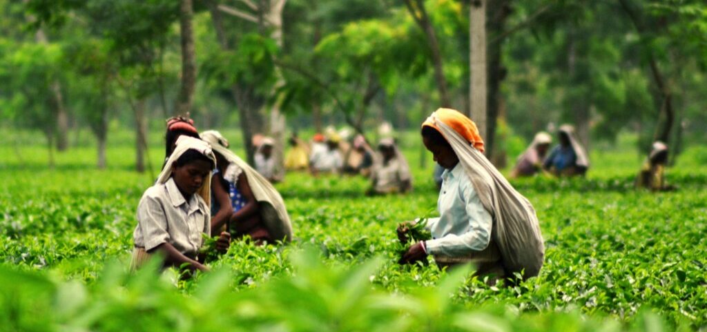 Darjeeling Tea- The need for protection