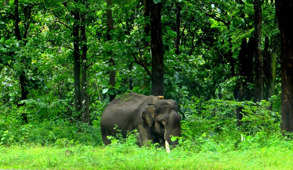 Facts-About-the-Diverse-Land-of-South-India-Nilgiri-Biosphere