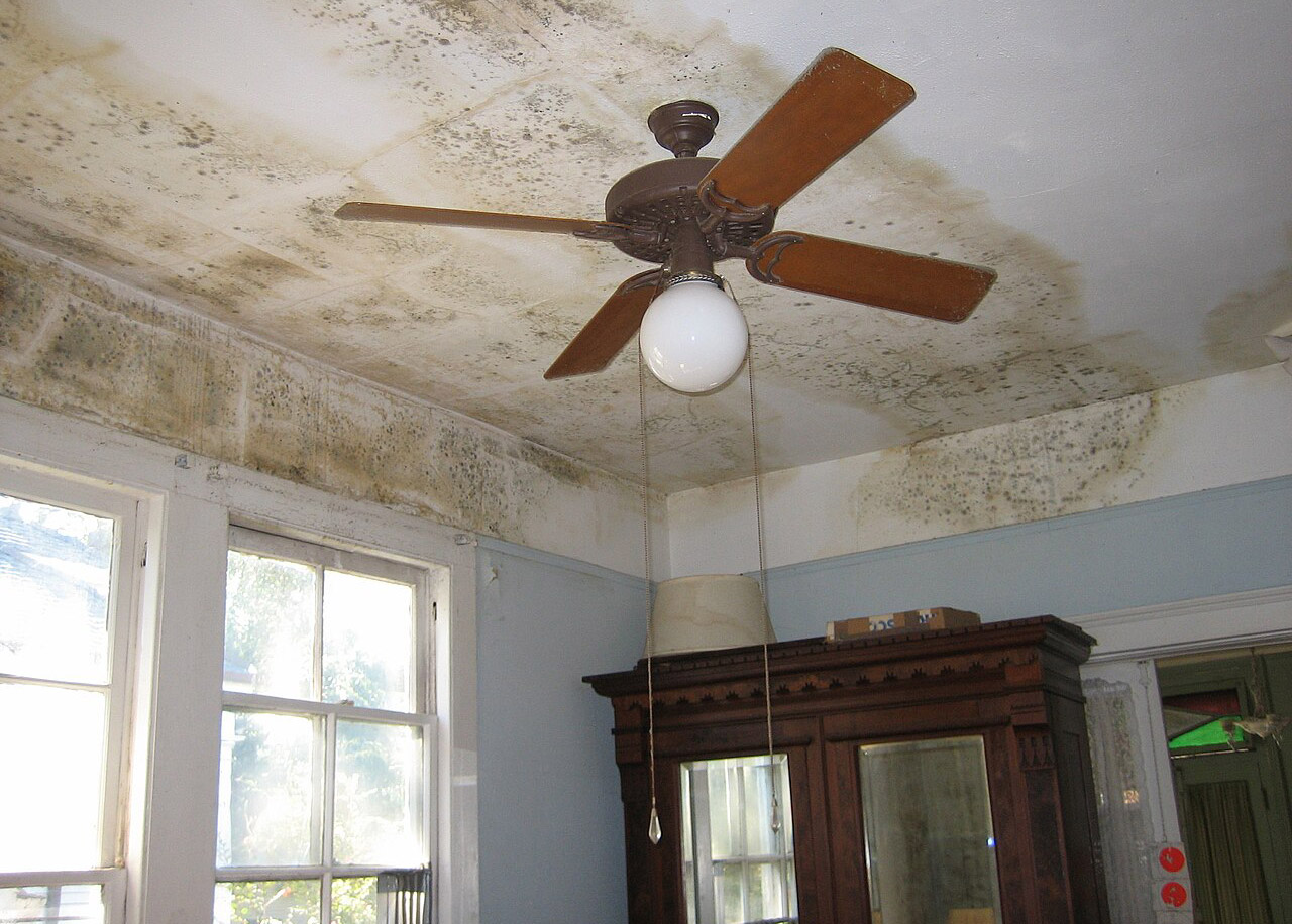 How-to-Get-Rid-of-Mold-in-Your-House-01