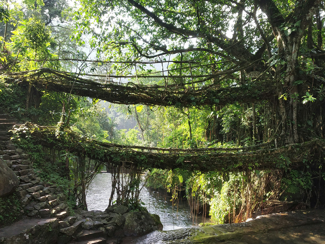 Facts-About-Indian-Monsoons-Living-Bridges